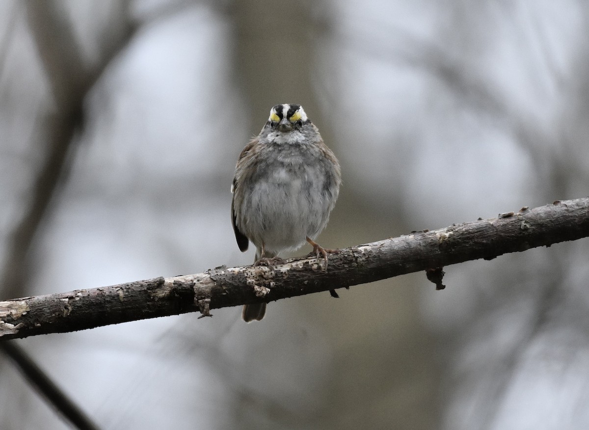White-throated Sparrow - Daniel King