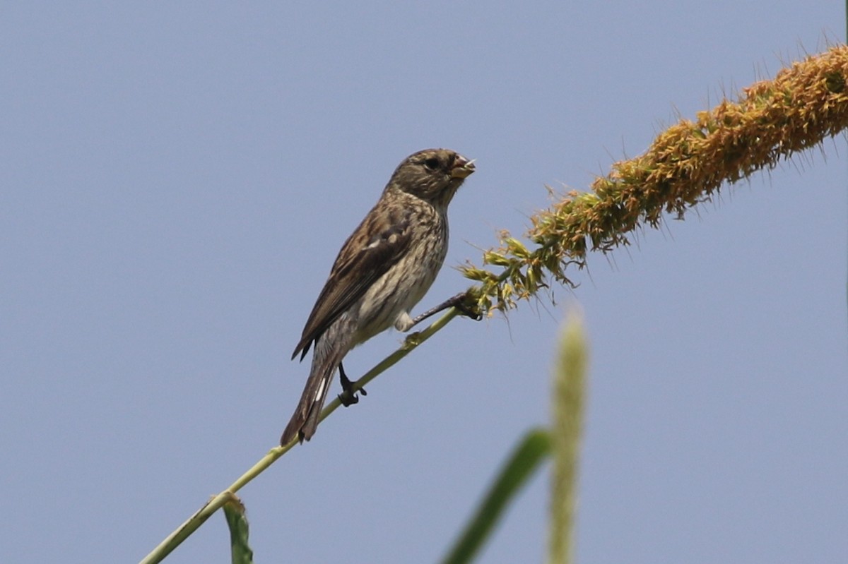 Band-tailed Seedeater - Henggang Cui