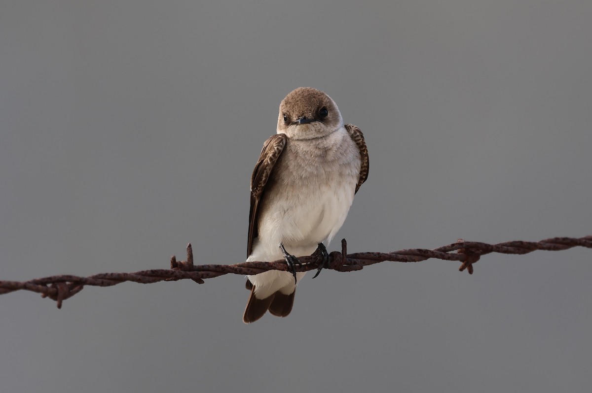 Northern Rough-winged Swallow - ML616568430