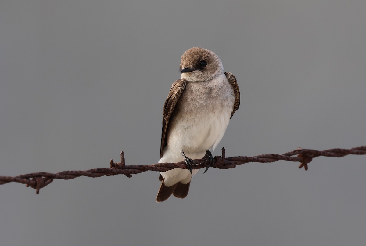 Northern Rough-winged Swallow - ML616568431