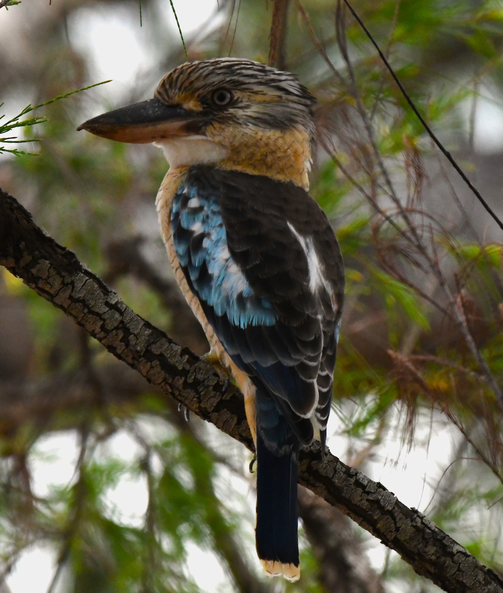 Blue-winged Kookaburra - Timothy White