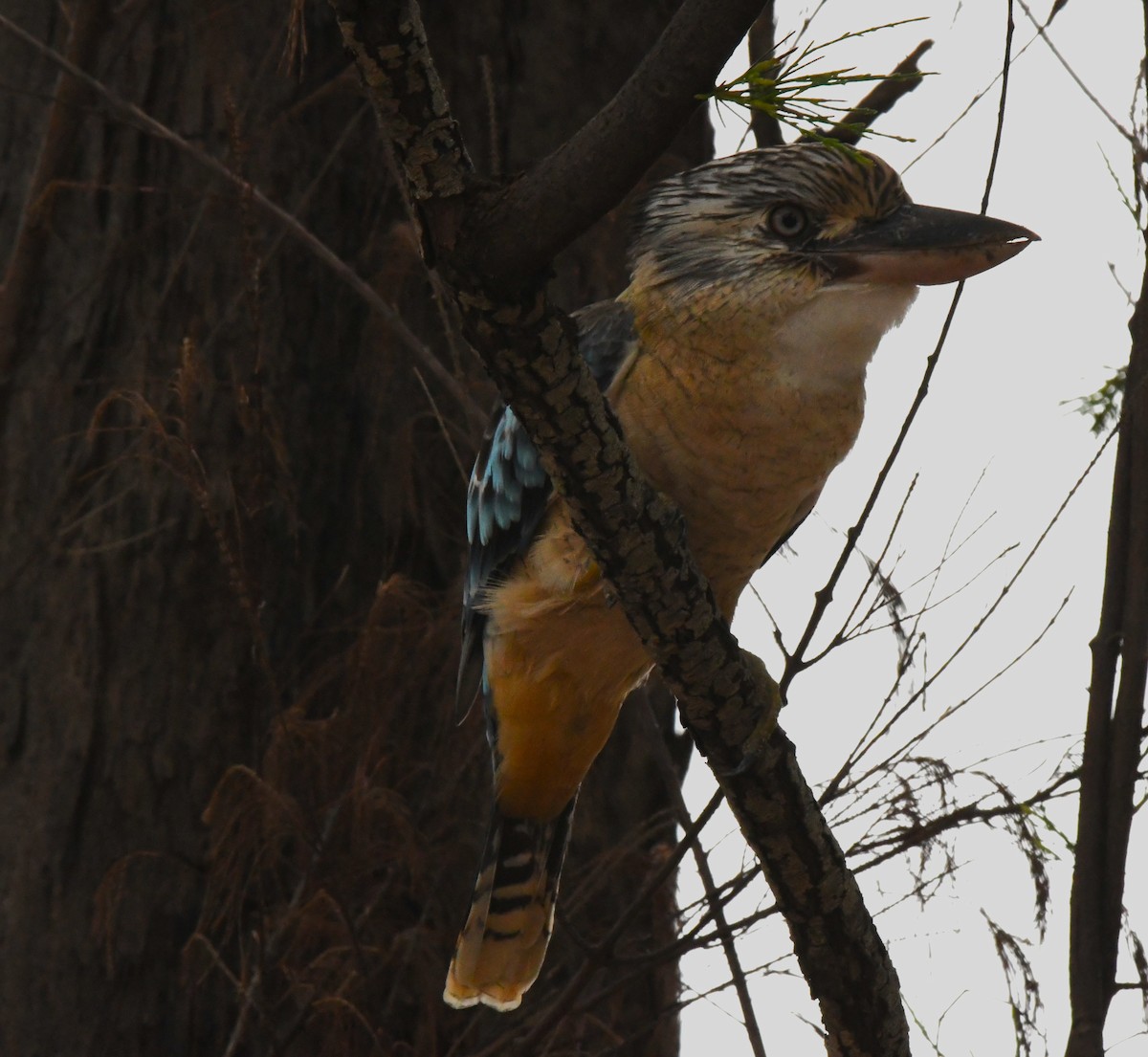 Blue-winged Kookaburra - Timothy White