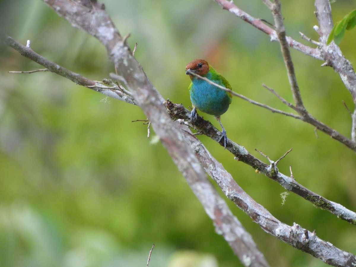 Bay-headed Tanager - ML616568543