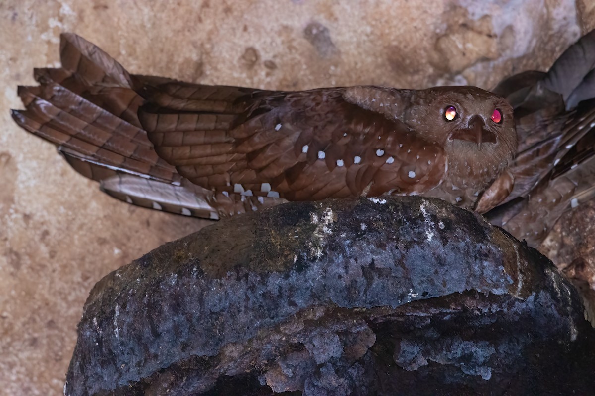 Oilbird - Jhonathan Miranda - Wandering Venezuela Birding Expeditions