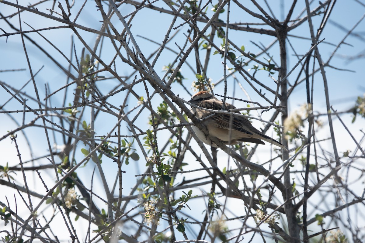 Chipping Sparrow - ML616568604