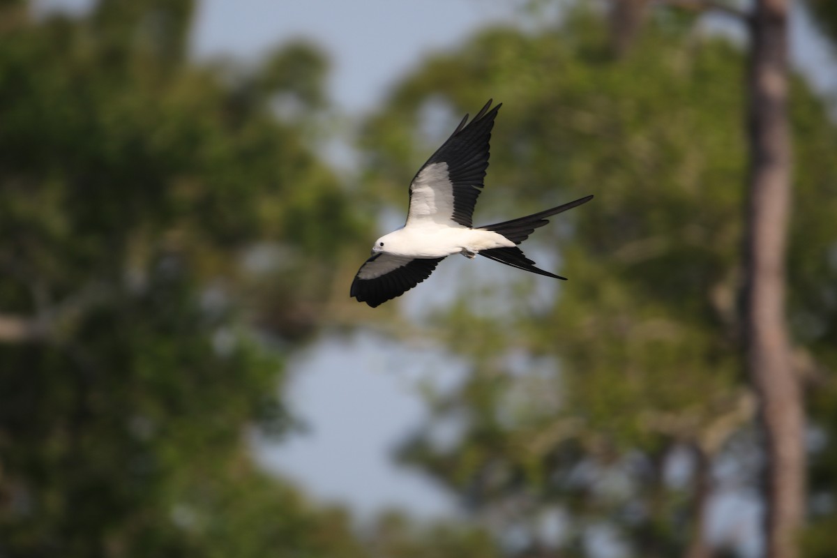 Swallow-tailed Kite - ML616568612