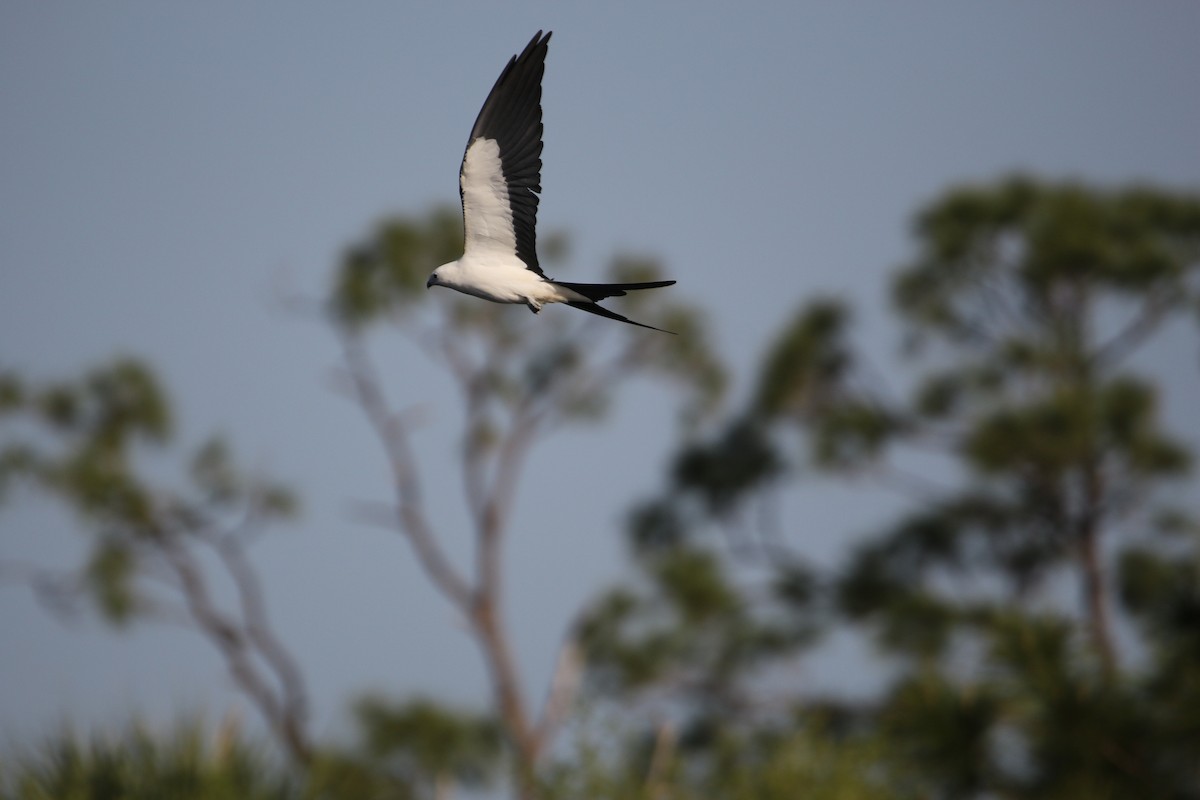 Swallow-tailed Kite - ML616568613