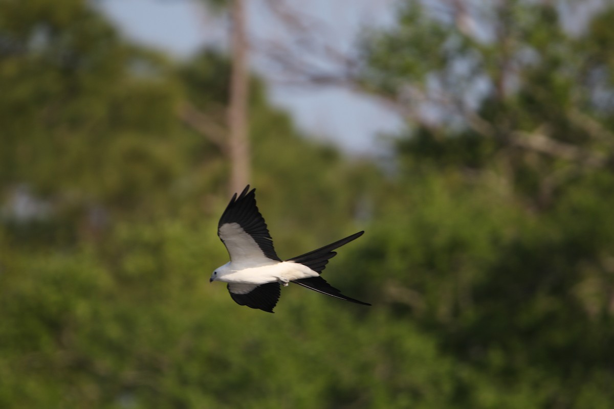 Swallow-tailed Kite - ML616568614