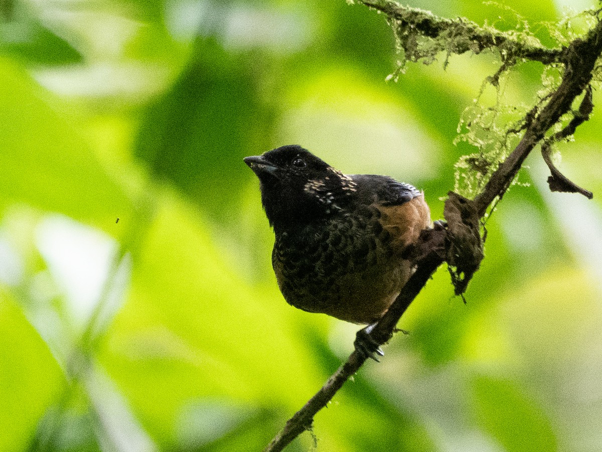 Spangle-cheeked Tanager - ML616568668