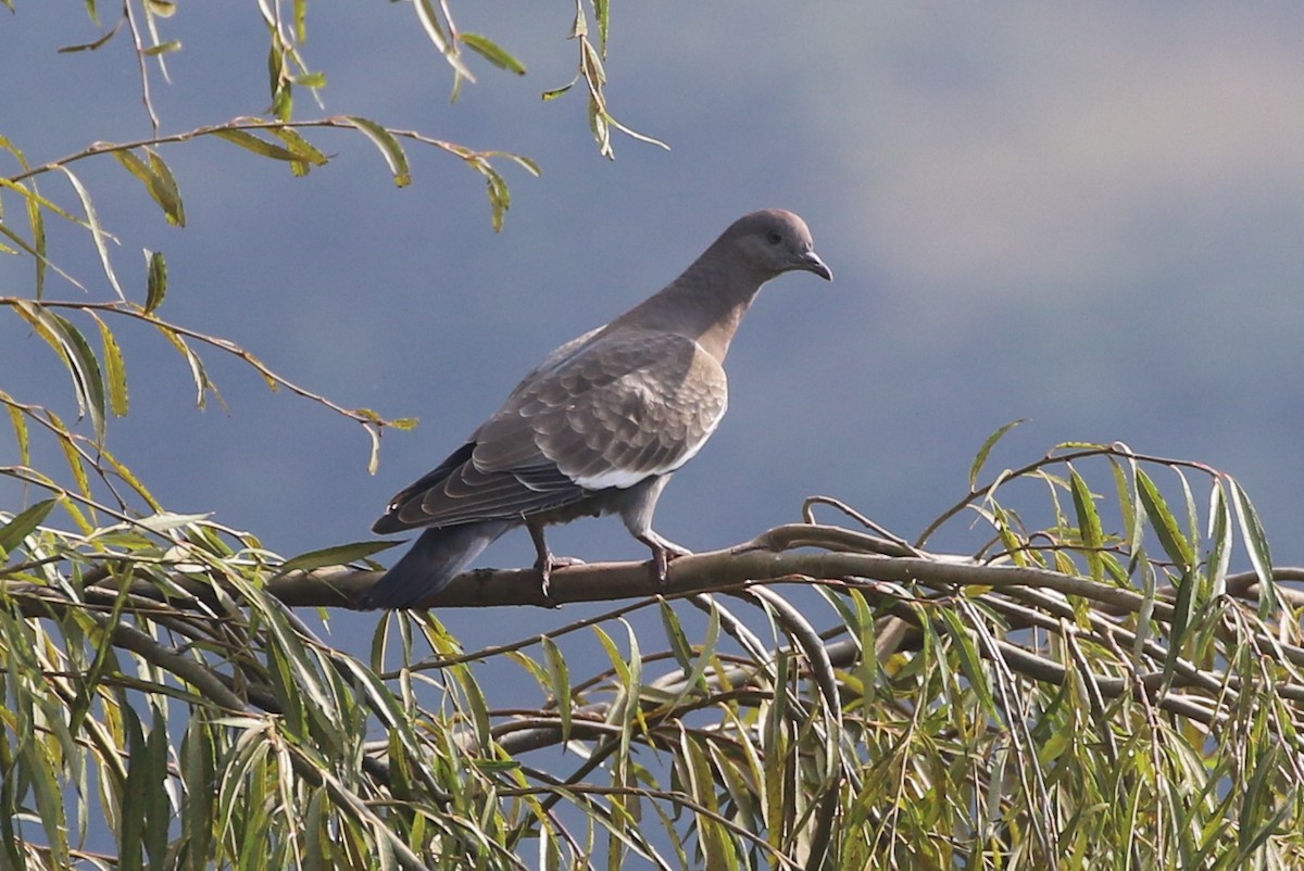 Spot-winged Pigeon - Henggang Cui