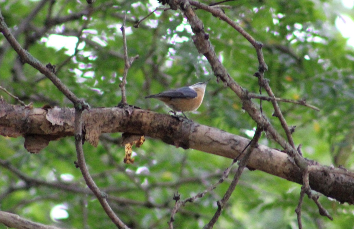 Red-breasted Nuthatch - ML616568671