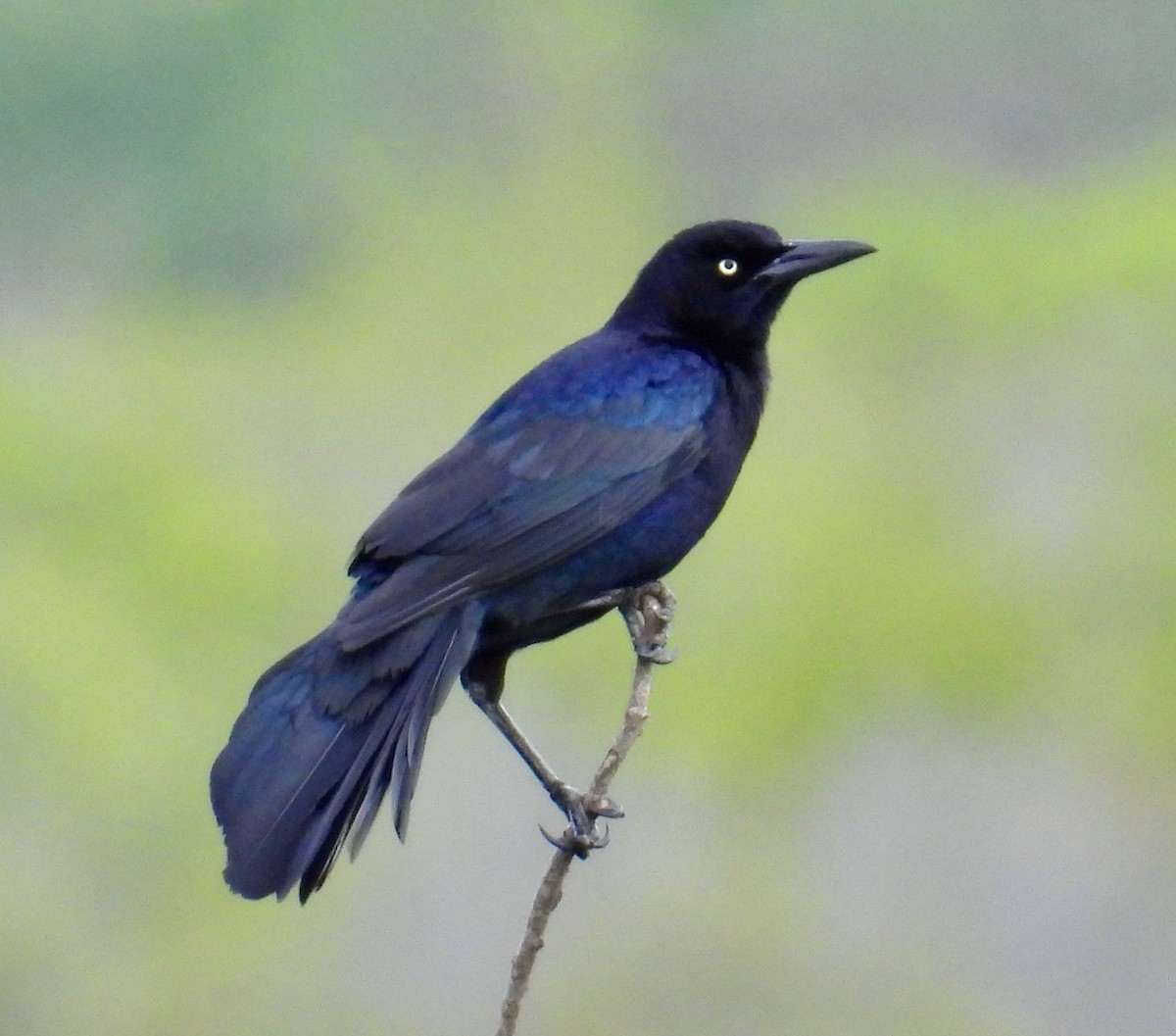 Great-tailed Grackle - ML616568685