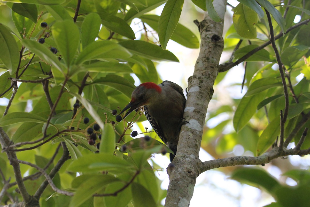 Red-bellied Woodpecker - ML616568688