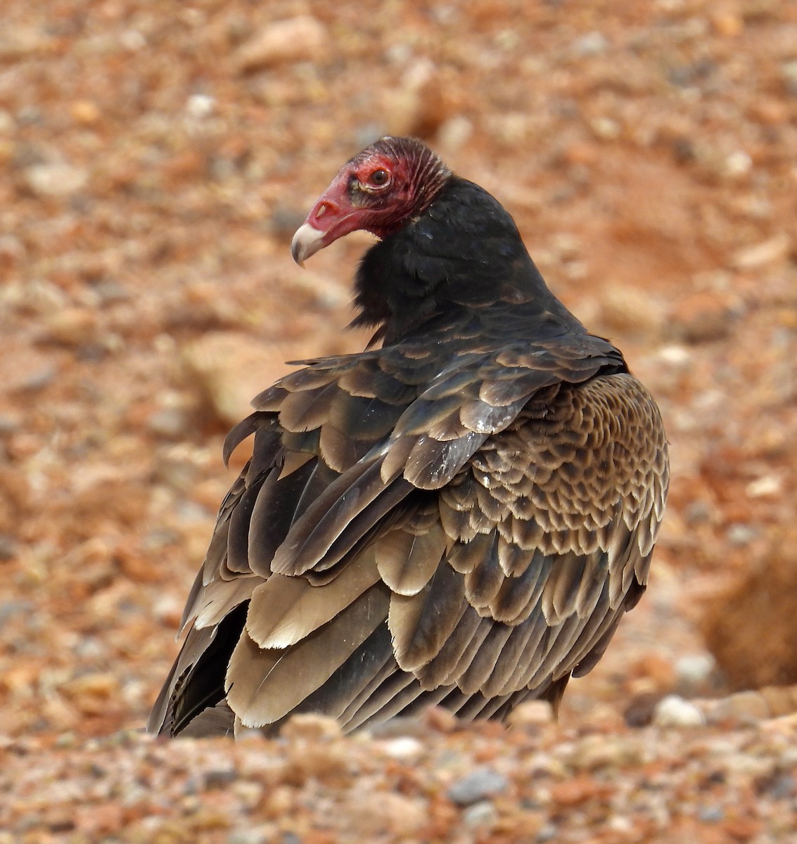 Turkey Vulture - ML616568728