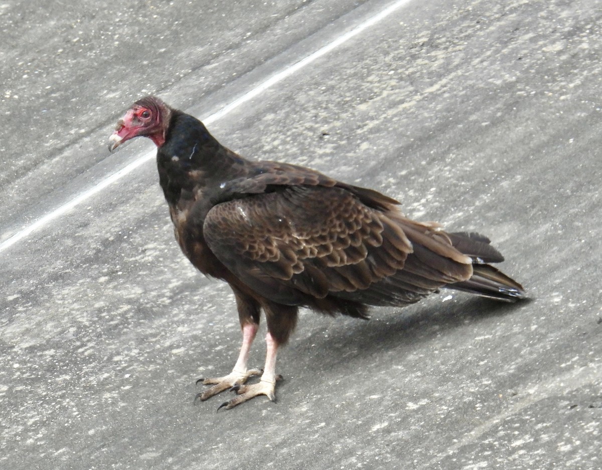 Turkey Vulture - ML616568731
