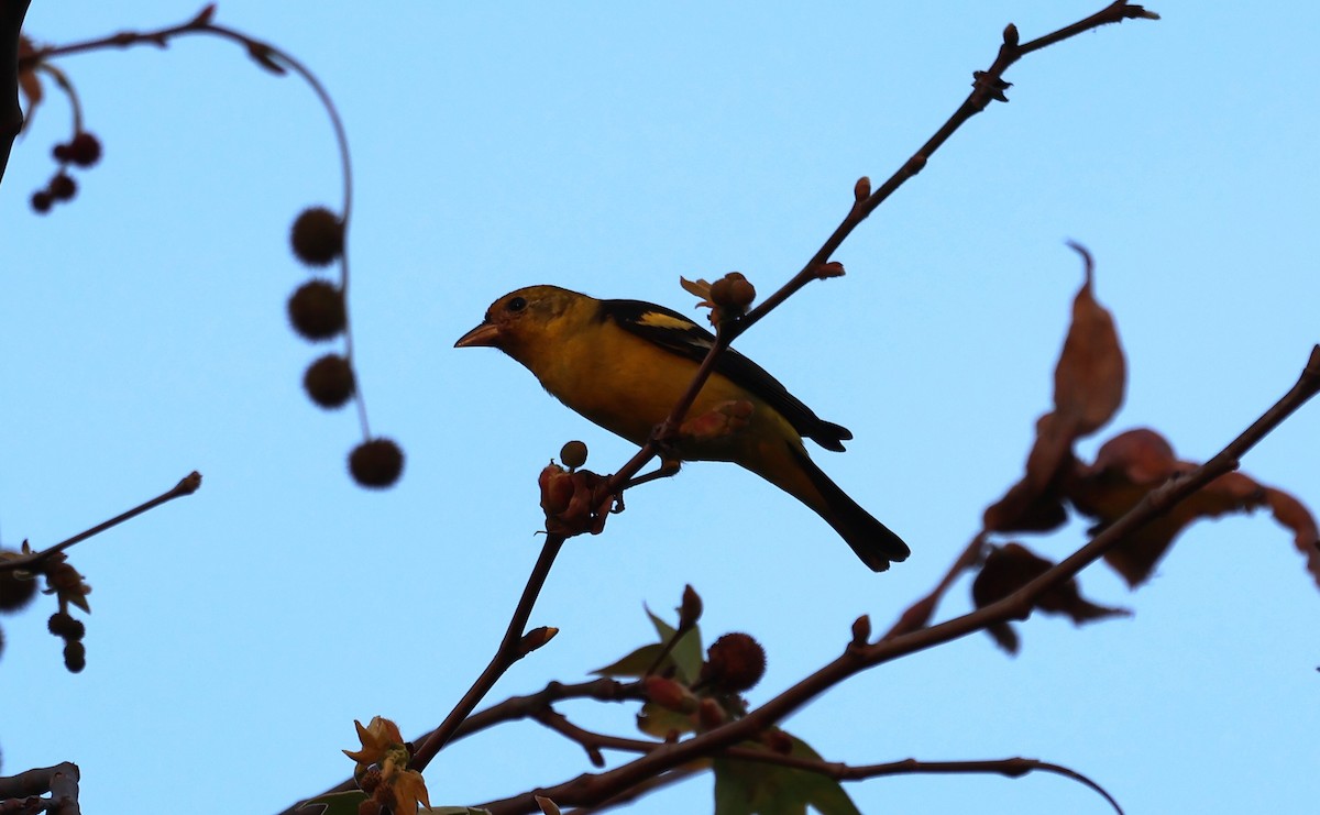 Western Tanager - ML616568803