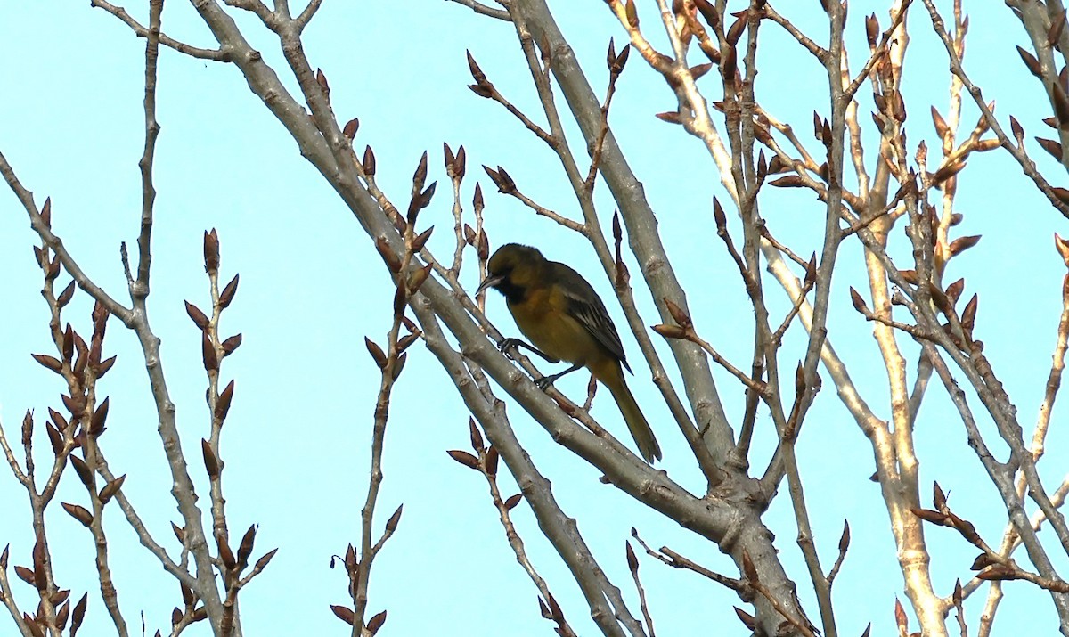 Orchard Oriole - ML616568839