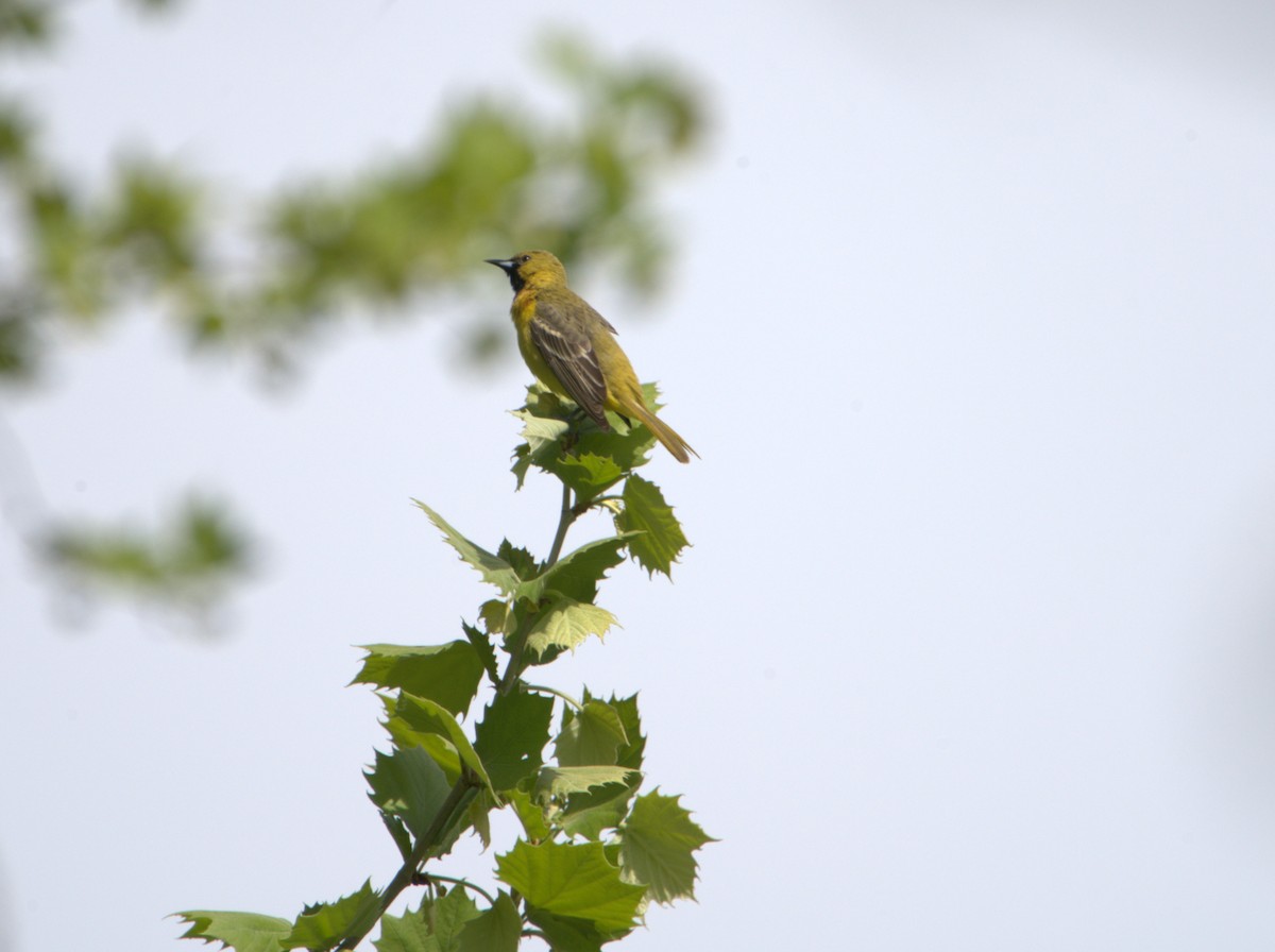 Orchard Oriole - ML616568856