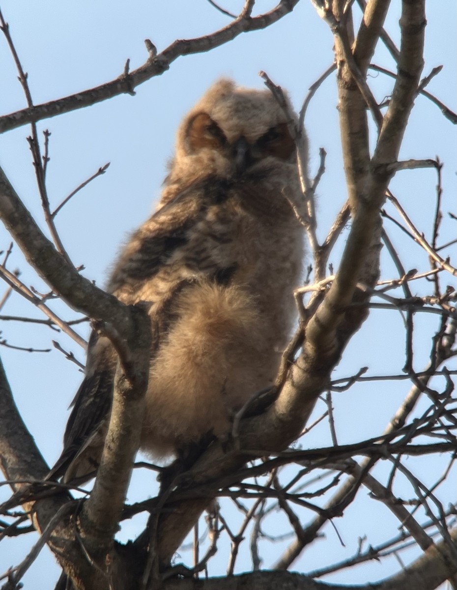 Great Horned Owl - ML616568969