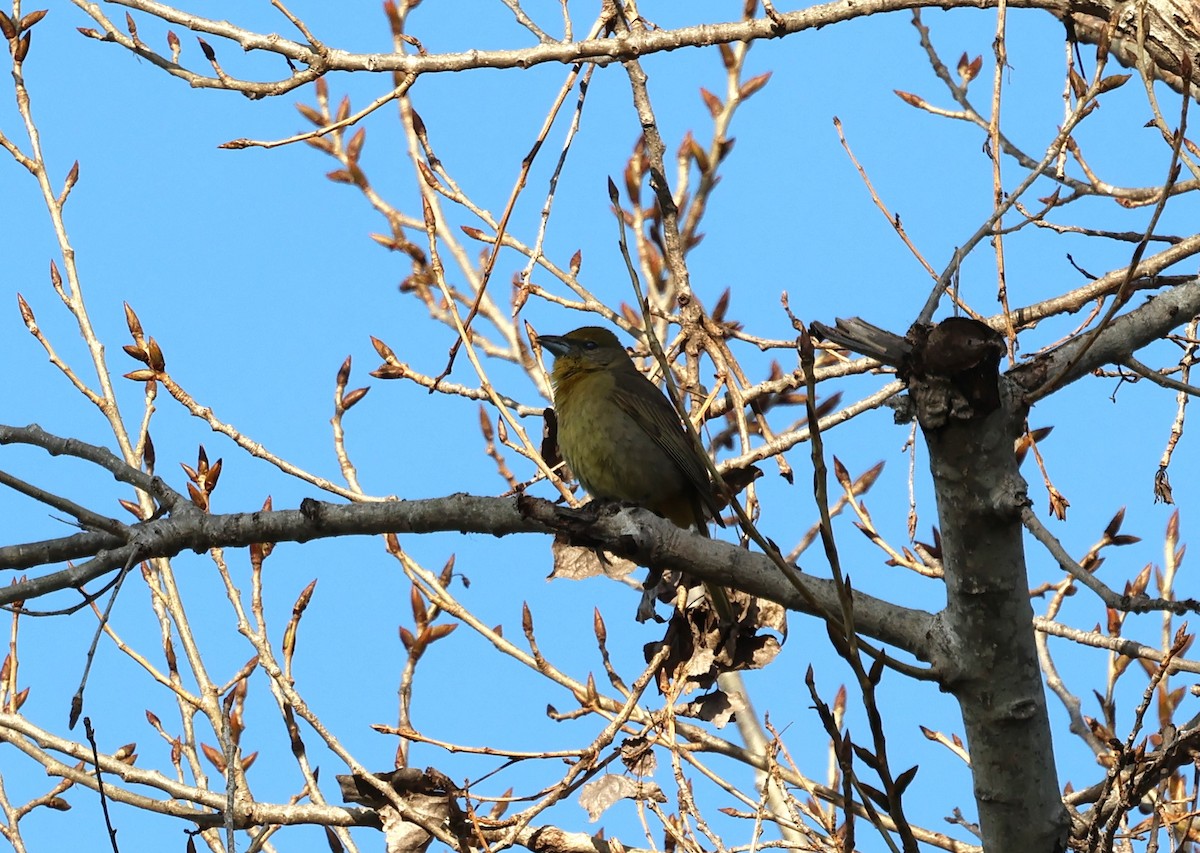 Hepatic Tanager - ML616568970