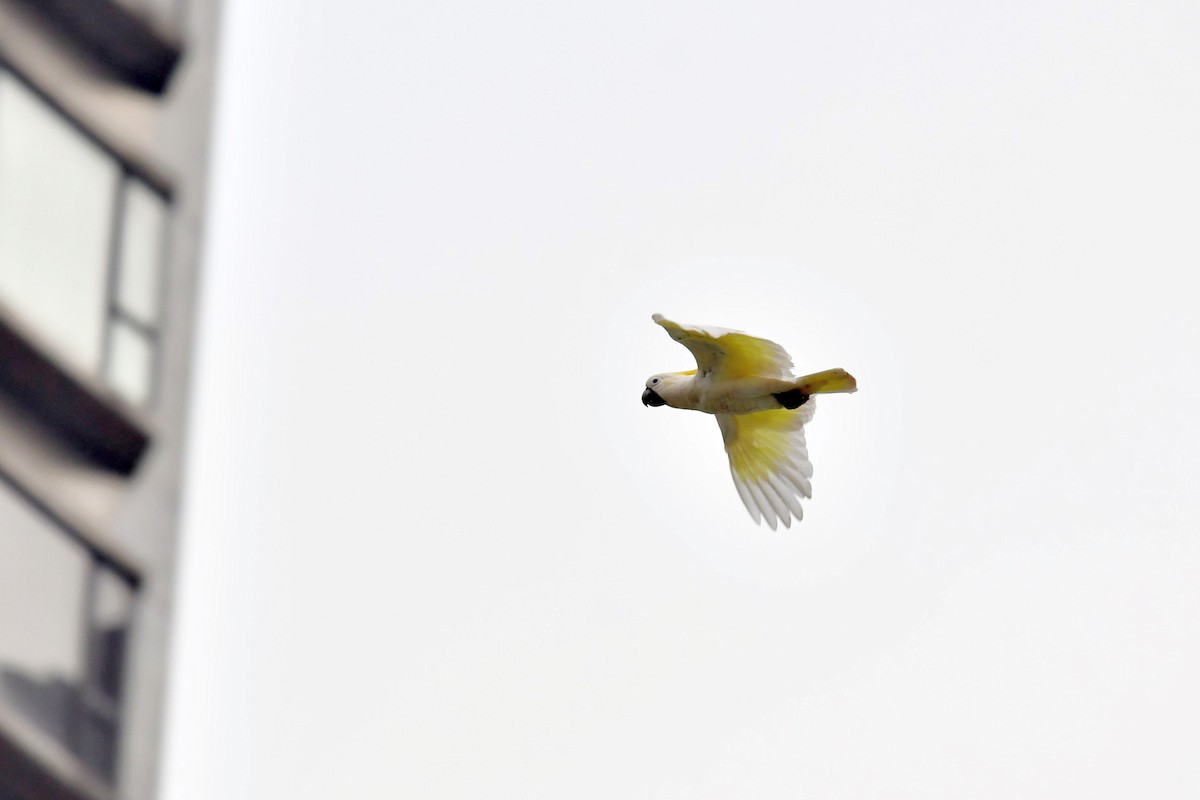 Yellow-crested Cockatoo - ML616568979