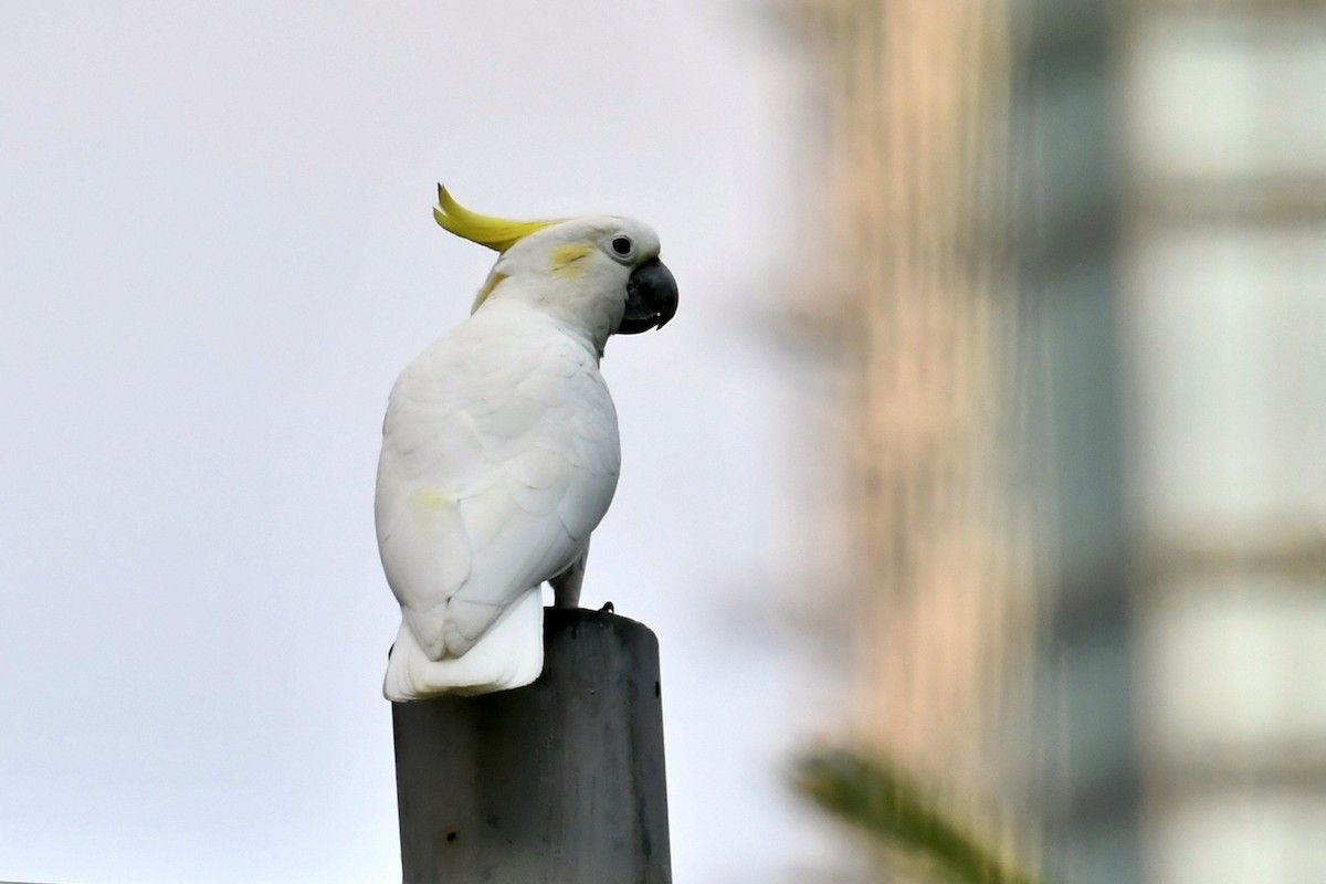 Yellow-crested Cockatoo - Qin Huang