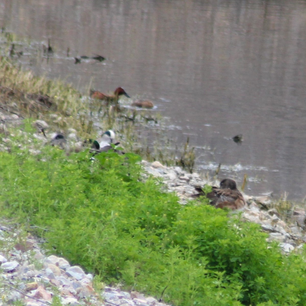 eBird Checklist - 18 Mar 2024 - AZ, Tucson, Sweetwater Wetlands trail ...