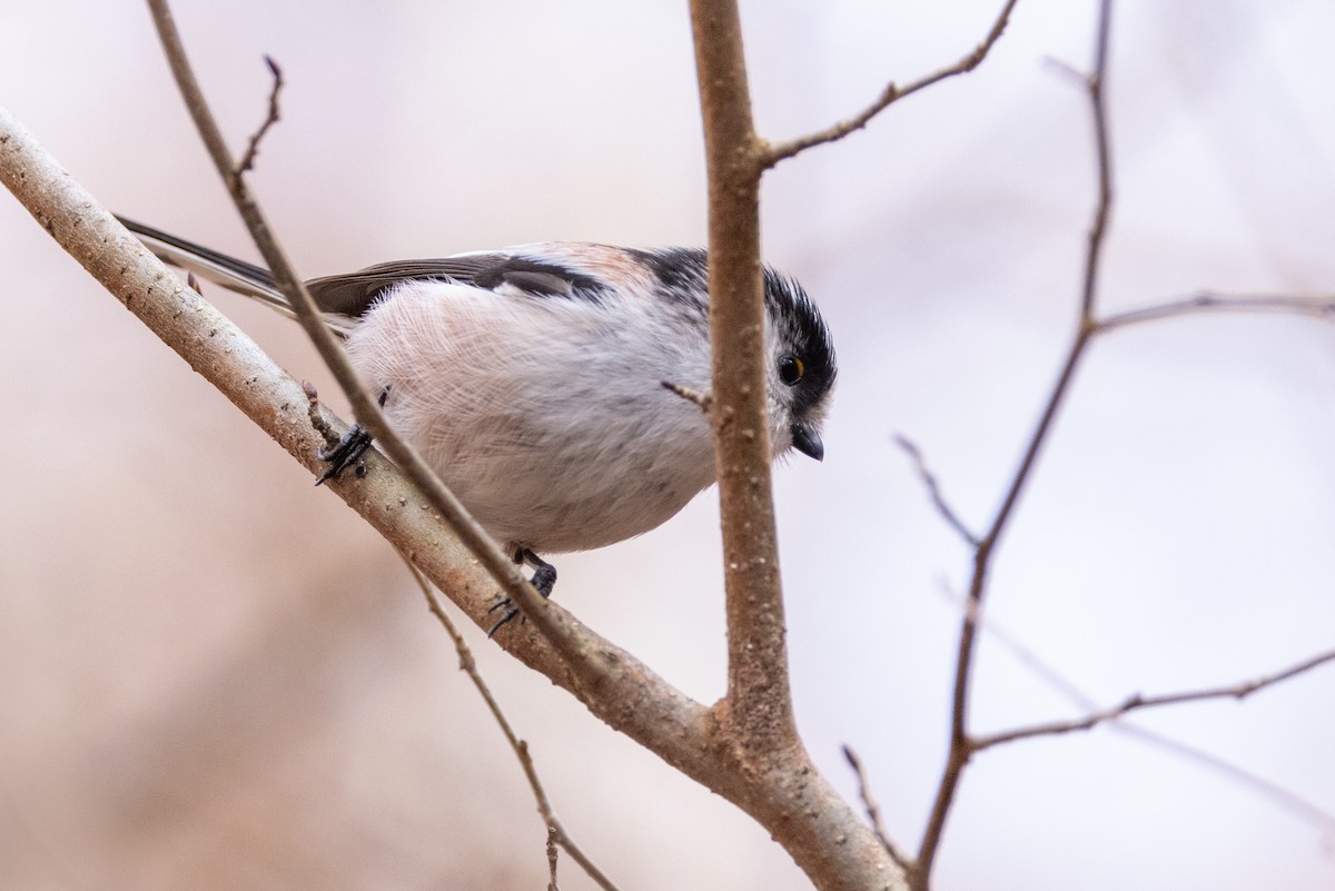 Long-tailed Tit - Louis Bevier