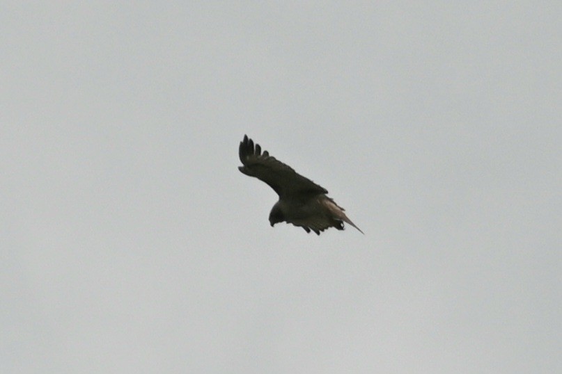 Red-tailed Hawk - ML616569301