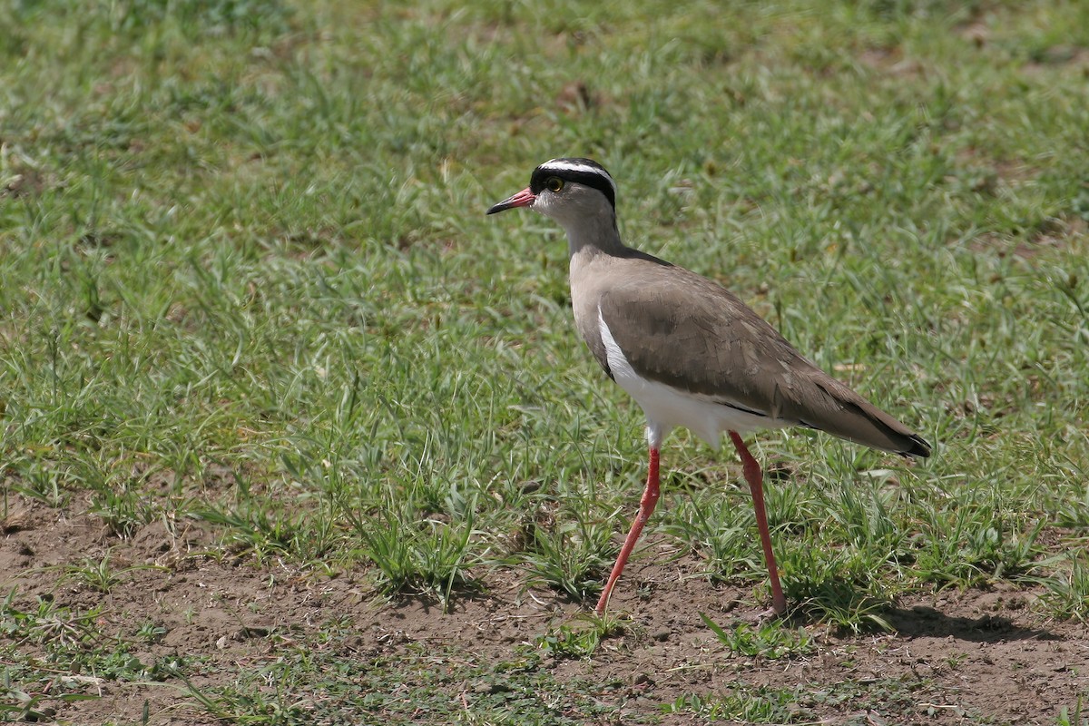Crowned Lapwing - Greg Scyphers