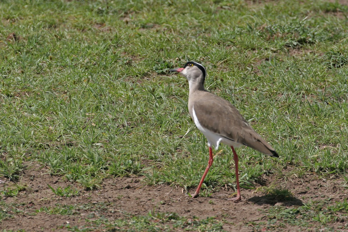 Crowned Lapwing - Greg Scyphers