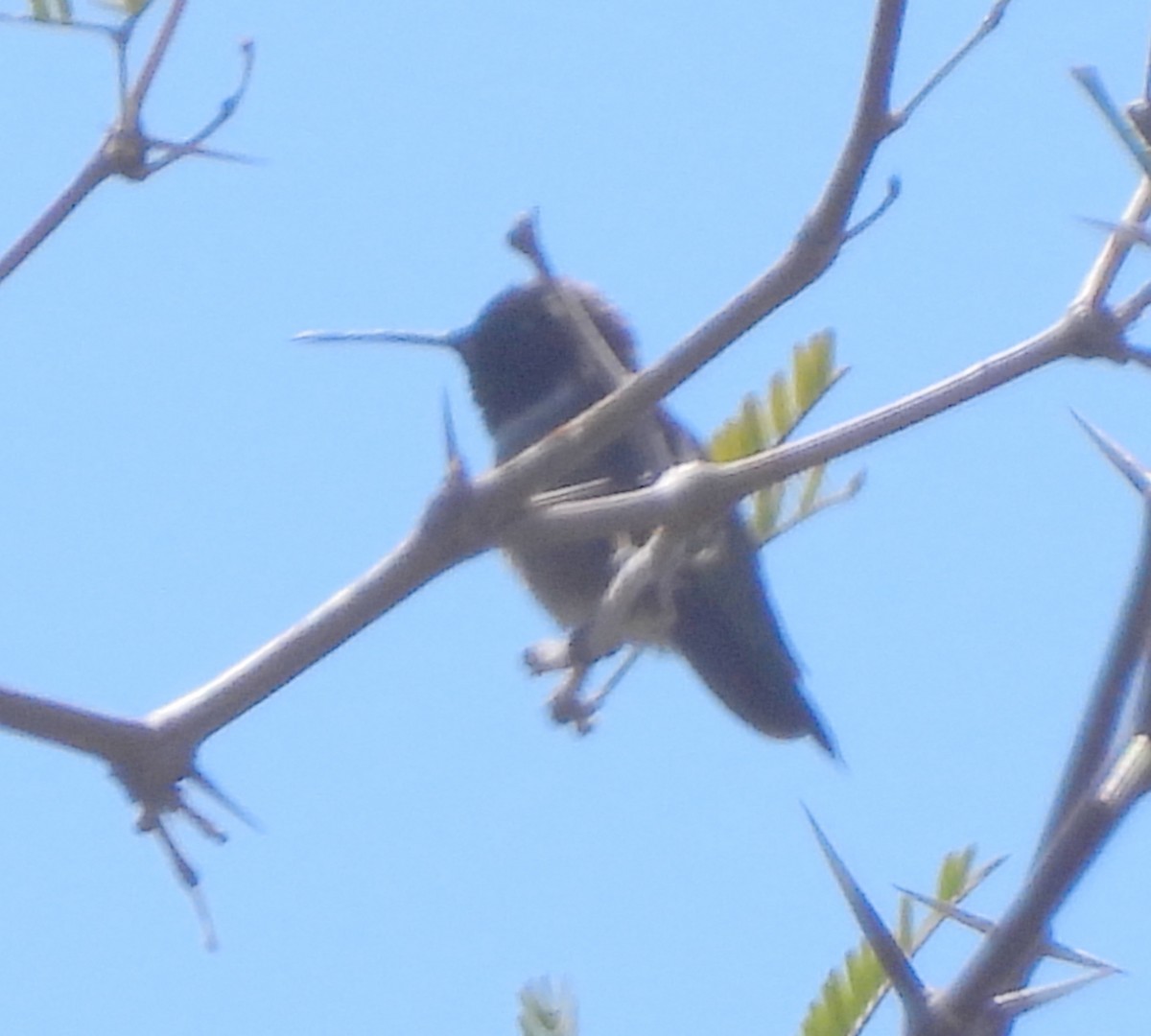 Black-chinned Hummingbird - Ethan Beasley
