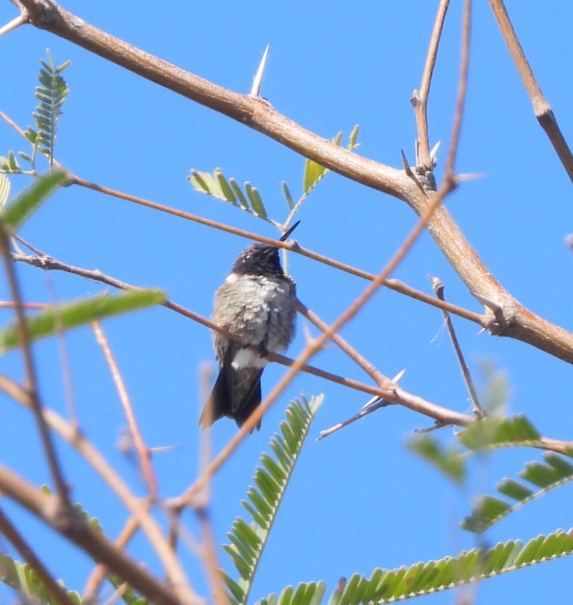 Black-chinned Hummingbird - ML616569516