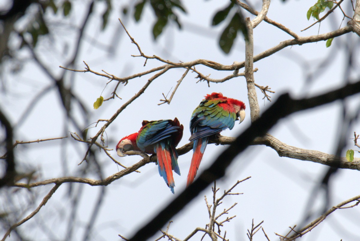 Red-and-green Macaw - ML616569591