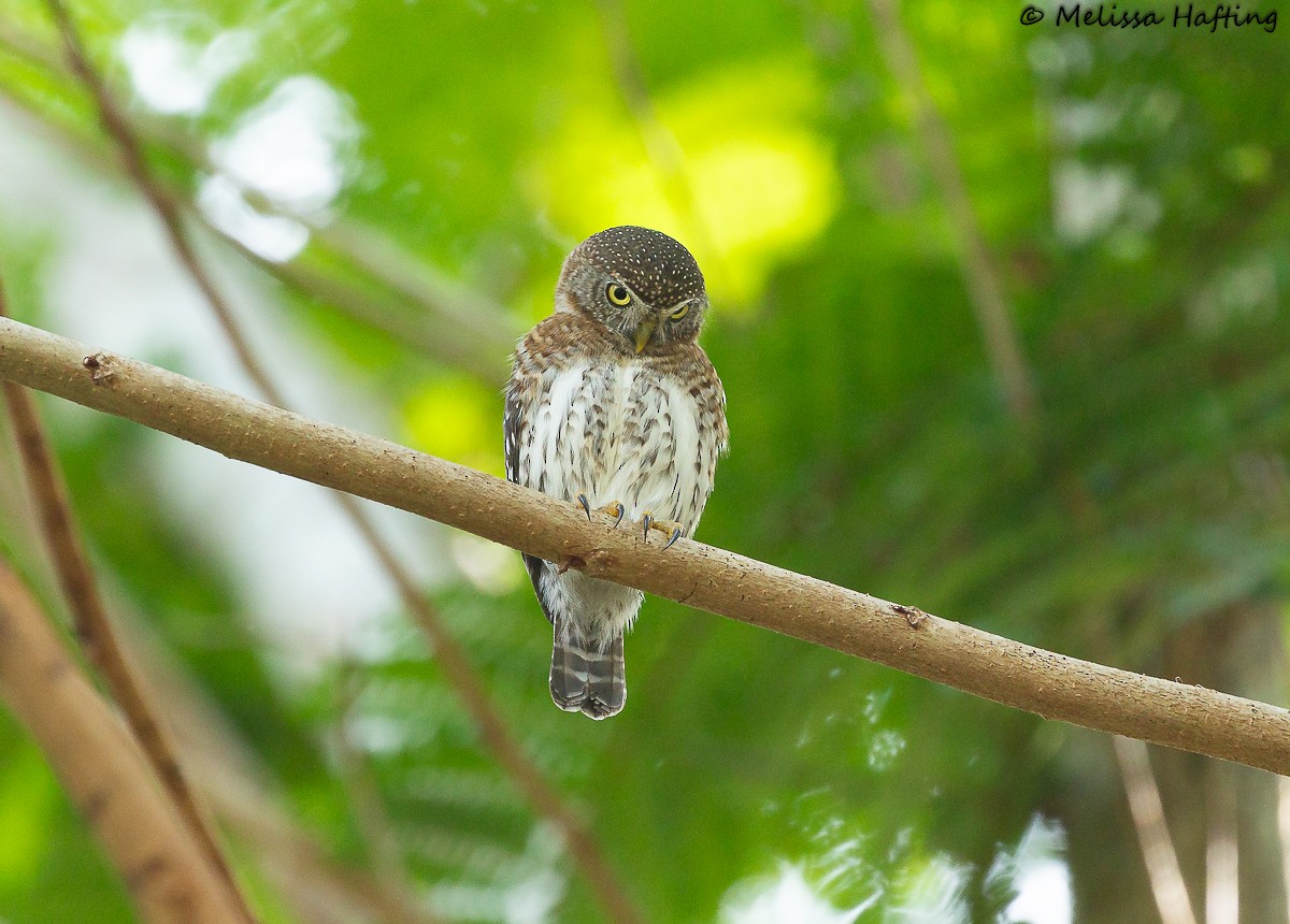 Cuban Pygmy-Owl - ML616569593