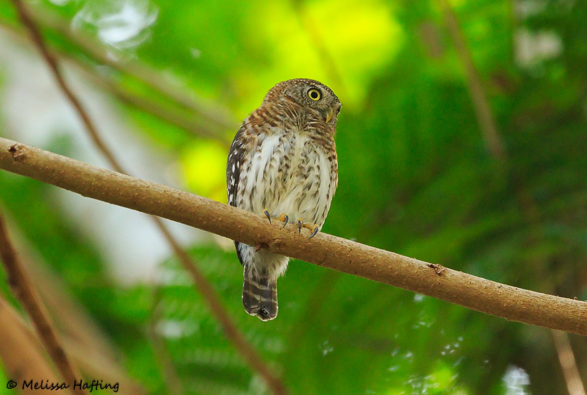 Cuban Pygmy-Owl - ML616569606