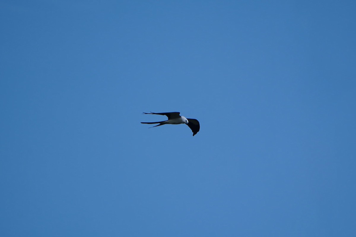 Swallow-tailed Kite - ML616569724