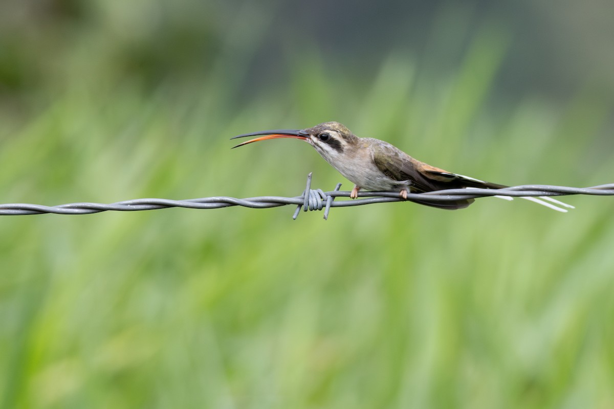 Sooty-capped Hermit - ML616569785