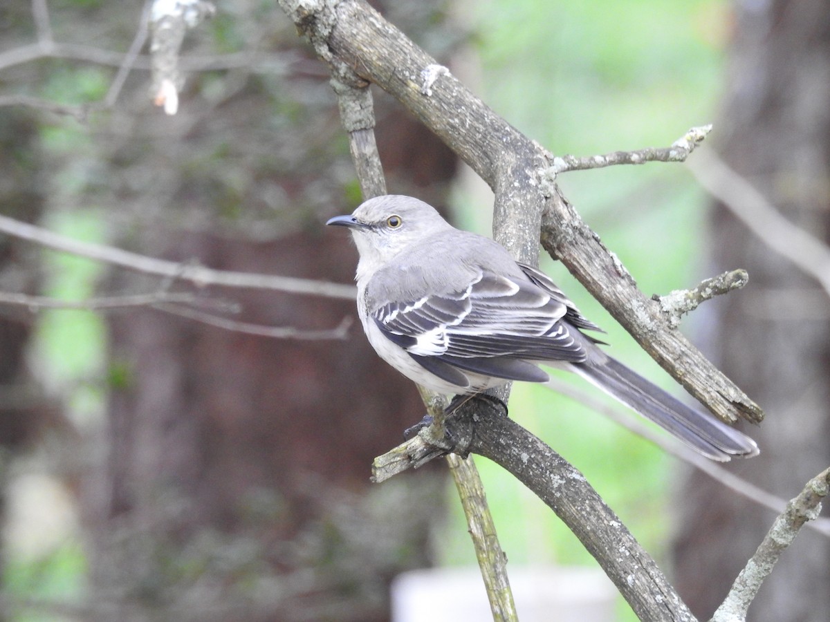 eBird Checklist - 27 Mar 2024 - stakeout Red-flanked Bluetail ...