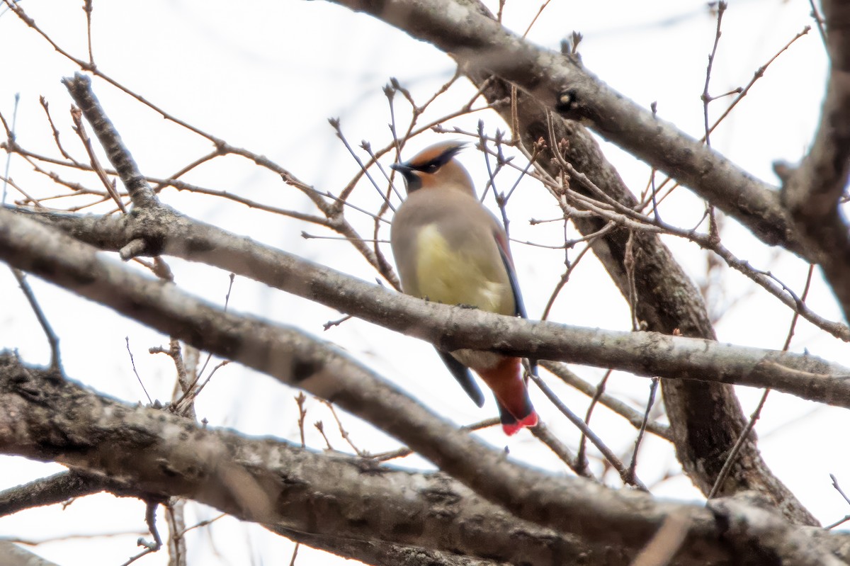 Japanese Waxwing - ML616569883