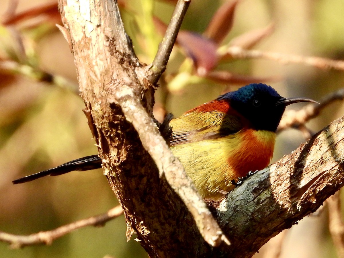Green-tailed Sunbird (Doi Inthanon) - Joe Corcoran