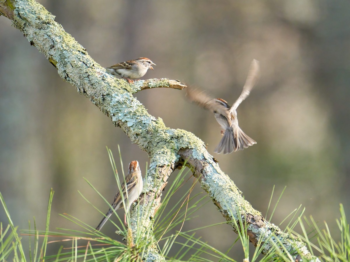 Chipping Sparrow - ML616569951