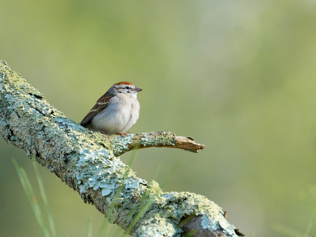 Chipping Sparrow - ML616569953