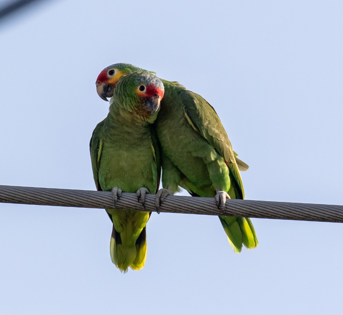 Red-lored Parrot - ML616570032