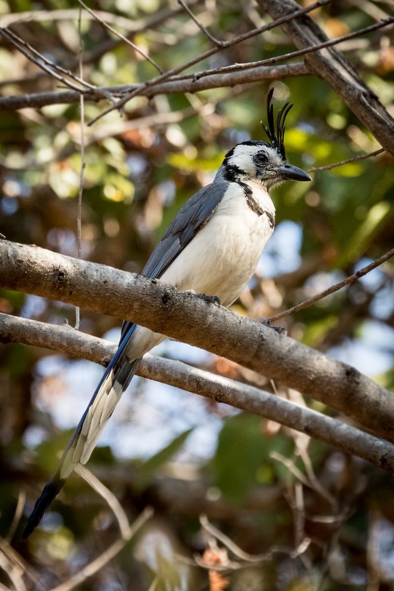 White-throated Magpie-Jay - ML616570137