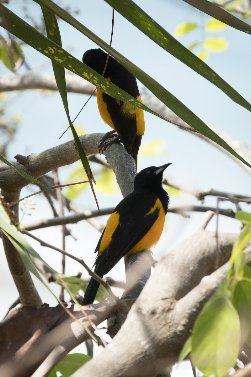 Yellow-winged Cacique - ML616570154