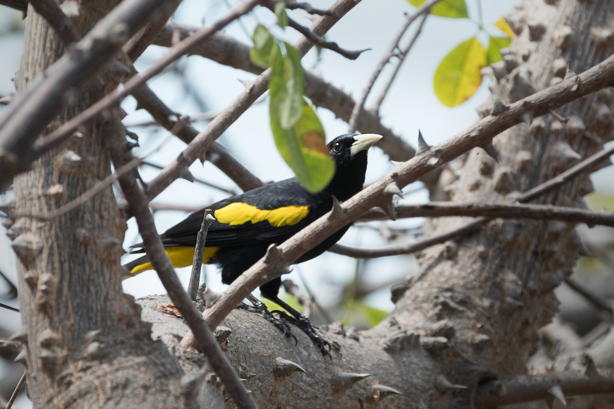 Yellow-winged Cacique - ML616570155