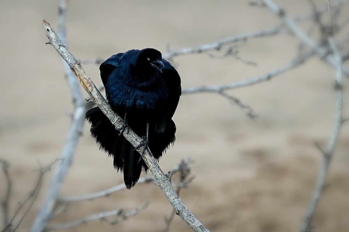Great-tailed Grackle - ML616570188