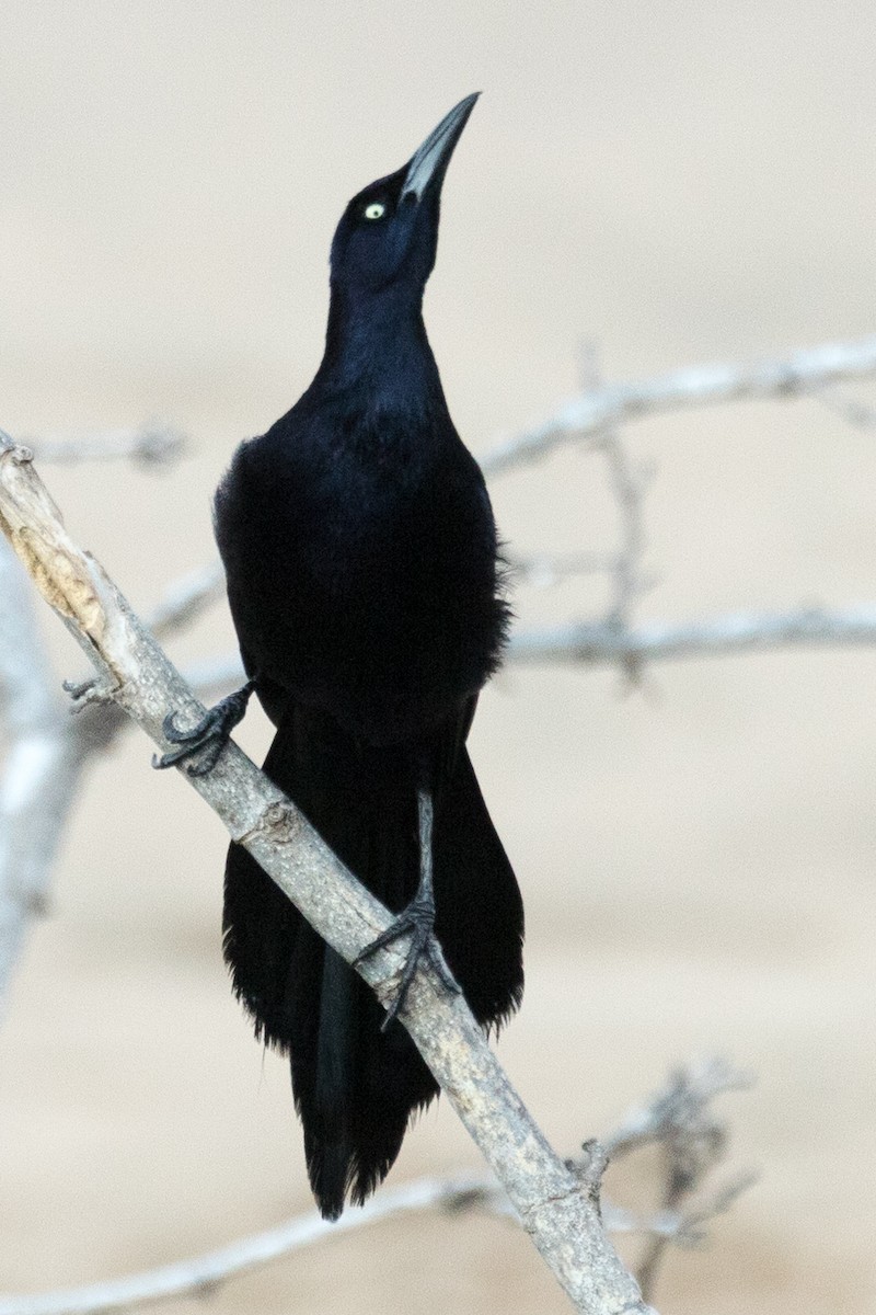 Great-tailed Grackle - ML616570189