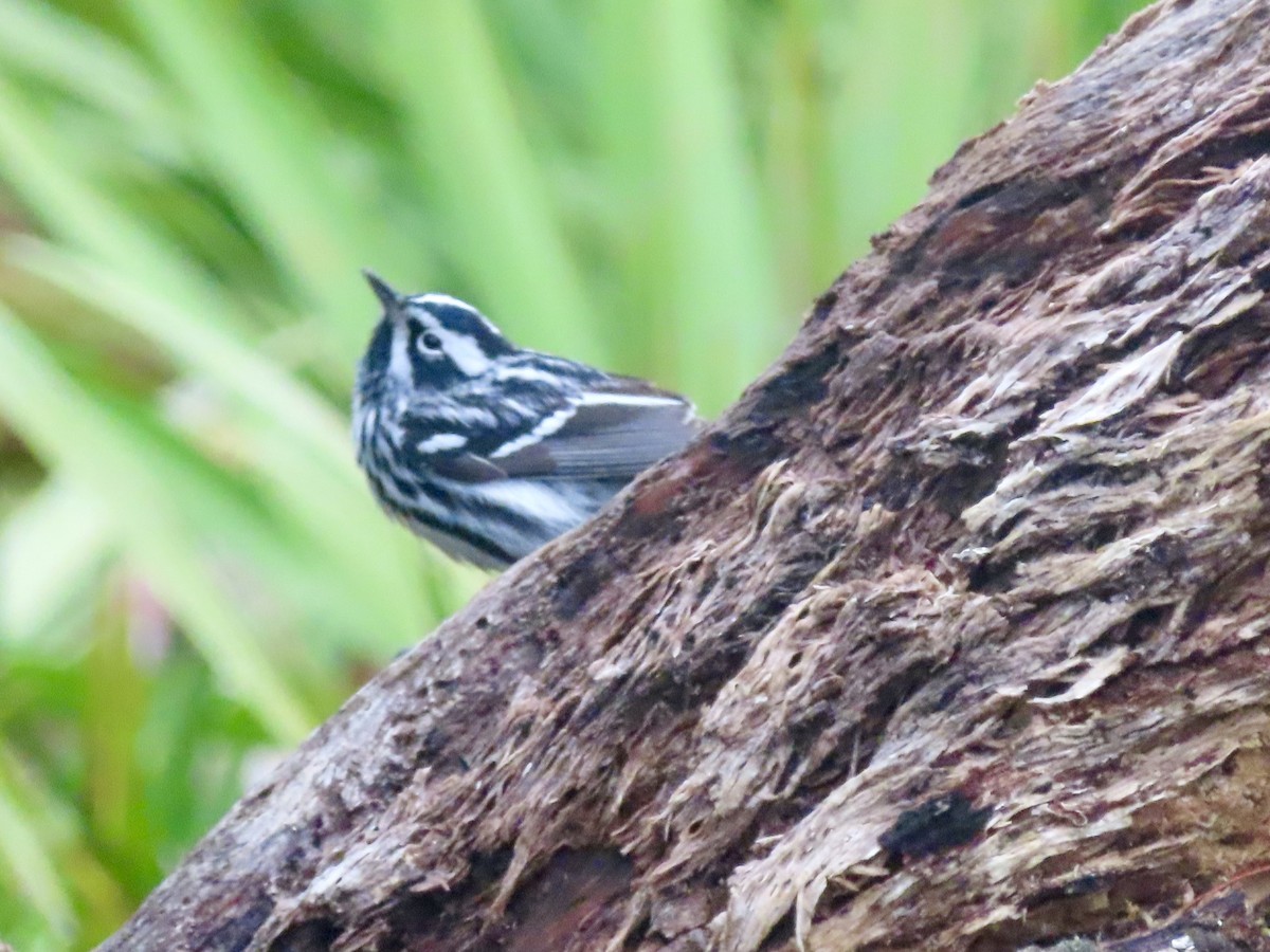 Black-and-white Warbler - ML616570284